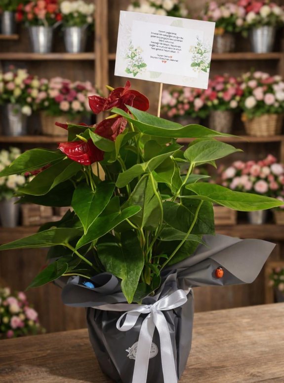 Hedıyelık Saksı Cıcegı