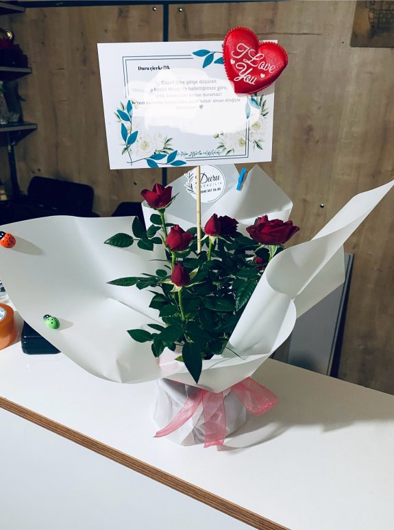 Kırmızı Mini Gül Saksı Çiçeği