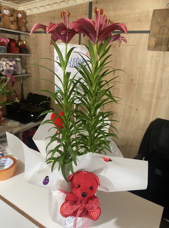 Lilyum Saksı Çiçeği